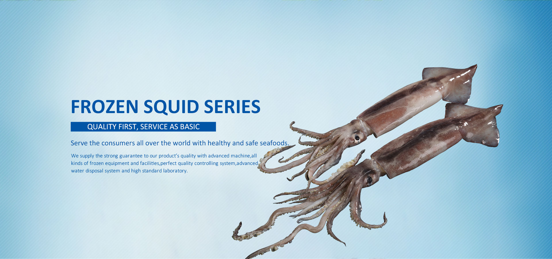 Export squid series